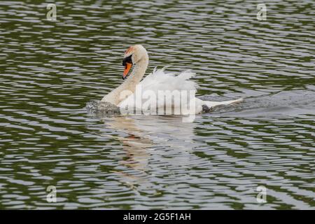 Faites des cygnes sur la réserve naturelle du lac Backwell Banque D'Images