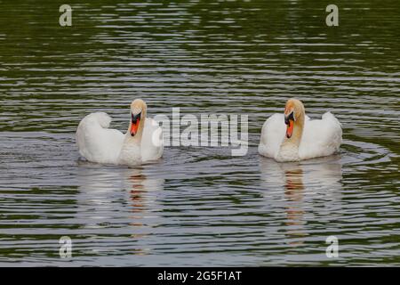 Faites des cygnes sur la réserve naturelle du lac Backwell Banque D'Images