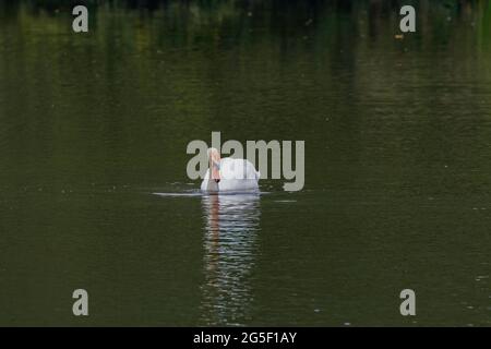 Faites des cygnes sur la réserve naturelle du lac Backwell Banque D'Images