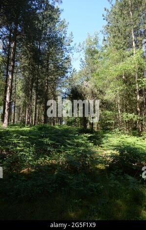 Rendlesham Forest UFO soupirant à la station de RAF Woodbridge USAF Suffolk Angleterre Royaume-Uni extraterrestres de la police américaine Airman soldat repéré célèbre vue Banque D'Images