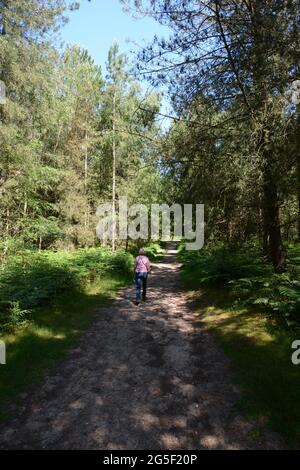 Rendlesham Forest OVNI observation à la station RAF Woodbridge USAF Suffolk Angleterre UK alien aliens Walk défrichement des bois de pins des soldats américains Banque D'Images