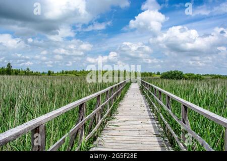 Bad Buchau : Pont en bois au lac Federsee Banque D'Images