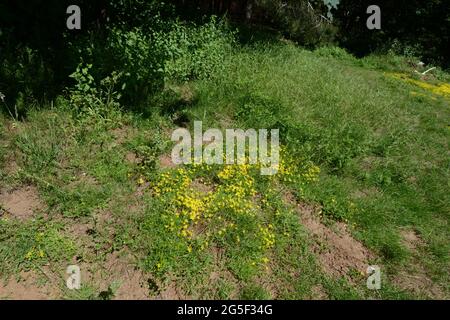 Fleurs jaunes dans la forêt de Rendlesham observation d'OVNIS à la station de RAF Woodbridge USAF Suffolk Angleterre UK atterrissage tache défrichant plantes extraterrestres Banque D'Images