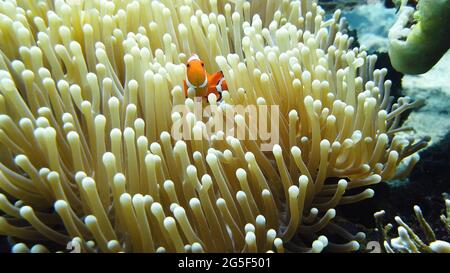 Anémone de mer et poisson clown sur la barrière de corail, les poissons tropicaux. Monde sous-marin, la plongée et la plongée avec tuba sur les récifs coralliens. Des coraux durs et mous paysage sous-marin Banque D'Images