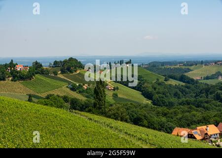 Vue sur les vignobles de Styrie du Sud près de Gamlitz, Autriche Banque D'Images