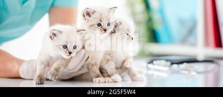 Chatons de Ragdoll à la clinique veterinerienne Banque D'Images