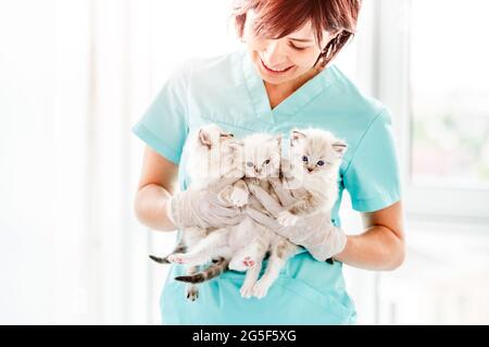 Chatons de Ragdoll à la clinique veterinerienne Banque D'Images