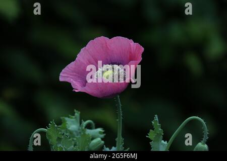 Coquelicot rouge et violet sur fond sombre. Banque D'Images