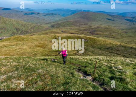 Une marchette se rend sur le chemin de la montagne munro de Meall Corranaich, une partie de la chaîne Ben Lawers en Écosse Banque D'Images