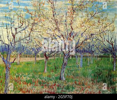 Vincent Van Gogh - Orchard avec des Apricot en fleurs 1888 Banque D'Images