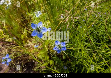 Blue Love-in-a-Mist, Nigella damascena, en fleur poussant dans un jardin à Surrey, au sud-est de l'Angleterre en été - vue rapprochée d'en haut Banque D'Images