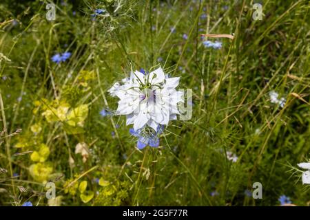 White Love-in-a-Mist, Nigella damascena, en fleur poussant dans un jardin à Surrey, dans le sud-est de l'Angleterre en été - vue rapprochée de la tête de floraison Banque D'Images