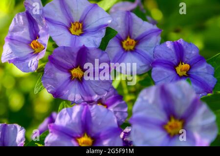 Belles fleurs pétunia jaune et violet profond Banque D'Images