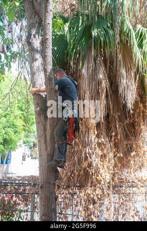 L'arboriculturiste coupe un grand arbre Avocado dans un cadre urbain qui nécessite de couper de petites sections à la fois tout en grimpant au sommet de t Banque D'Images