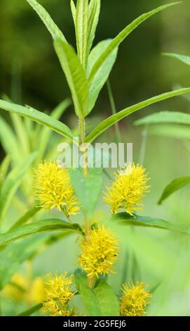 Loosestrife touffeté (Lysicmachia thyrsiflora) Banque D'Images