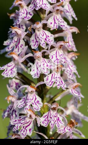 Orchidée de marais (Dactylorhiza maculata) Banque D'Images