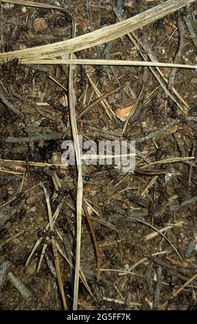 fourmis dans une forêt anthill, macro photo Banque D'Images