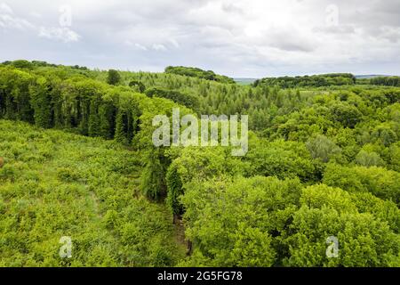 Vue aérienne du haut vers le bas l'été vert forêt avec grande zone de couper des arbres en tant que résultat de la déforestation mondiale de l'industrie. L'influence humaine sur le dangereux w Banque D'Images
