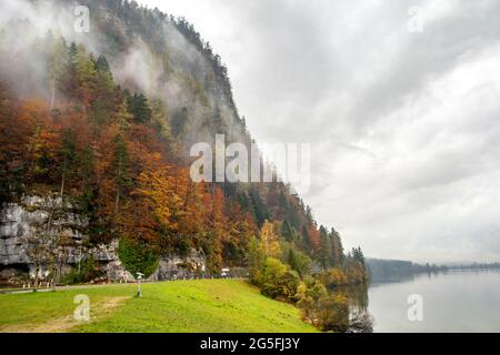 Forêt d'automne brumeuse avec des arbres jaunes couvrant le flanc de la montagne. Banque D'Images