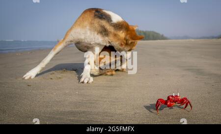 Un crabe rouge fantôme et un chien errant profitent d'une plage libre des touristes à Cox's Bazar au Bangladesh. Le crabe rouge fantôme a été menacé, car les touristes portent atteinte à leur habitat. Cependant, la pandémie de COVID 19 et l'absence de touristes qui a suivi ont donné aux crabes une chance bien méritée de rebondir. Banque D'Images