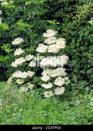 Elderflower. (Sambucus nigra). En pleine floraison à hedgerow. Banque D'Images