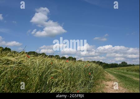 Paysage d'été avec route de terre, champ de grain et ciel bleu près de Minden en Rhénanie-du-Nord-Westphalie Banque D'Images