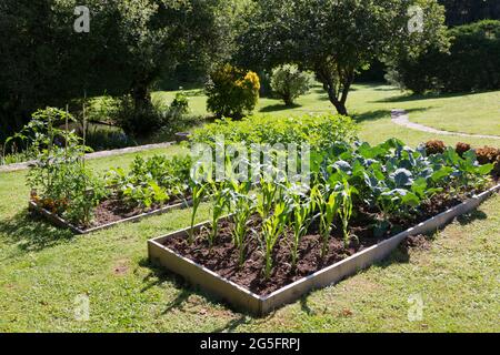 Un jardin potager à lit surélevé. Banque D'Images