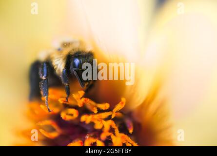 Vue rapprochée d'une abeille se nourrissant du nectar à partir d'une fleur jaune vif. L'abeille est un insecte volant eusocial au sein du genre APIs Banque D'Images