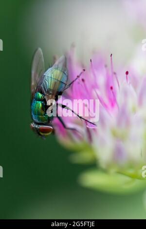 Chrysomya Megacephala (mâle) ou plus communément connu sous le nom de latrine orientale vol stationnaire et pollinisant une belle fleur pendant le printemps Banque D'Images