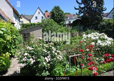 Jardin luxuriant et fleuri de la maison de campagne à Rohrbach près de Heidelberg Banque D'Images