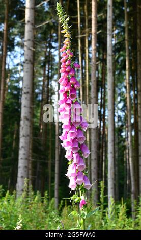 Digitalis dans un défrichement forestier Banque D'Images