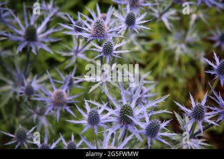 Panicaut maritime Banque D'Images