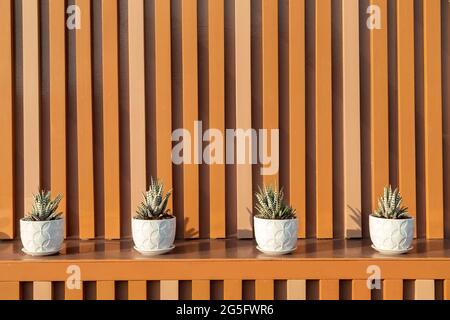 Quatre plantes succulentes en pots blancs comme décoration extérieure moderne Banque D'Images