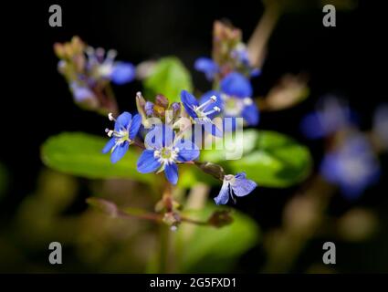 Veronica beccabunga, une espèce de plantes aquatiques indigènes du Royaume-Uni Banque D'Images