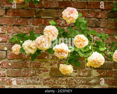 Gros plan de belles roses grimpantes fleuries dans un jardin clos Banque D'Images