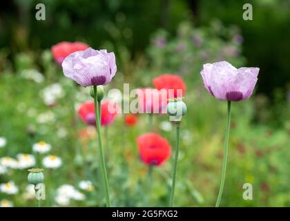 Des coquelicots dans une bordure herbacée, photographiés à la fin de juin à l'extérieur des jardins Eastcote House, jardin historique clos à Eastcote, au nord Banque D'Images