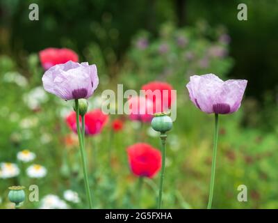 Des coquelicots dans une bordure herbacée, photographiés à la fin de juin à l'extérieur des jardins Eastcote House, jardin historique clos à Eastcote, au nord Banque D'Images