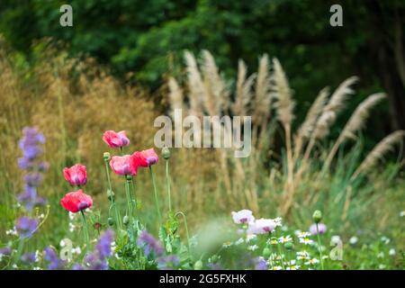 Les coquelicots et l'herbe de pampass dans une frontière herbacée, photographiés à la fin de juin à l'extérieur des jardins Eastcote House, jardin historique clos à Eastcote, au nord Banque D'Images