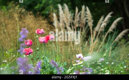 Les coquelicots et l'herbe de pampass dans une frontière herbacée, photographiés à la fin de juin à l'extérieur des jardins Eastcote House, jardin historique clos à Eastcote, au nord Banque D'Images