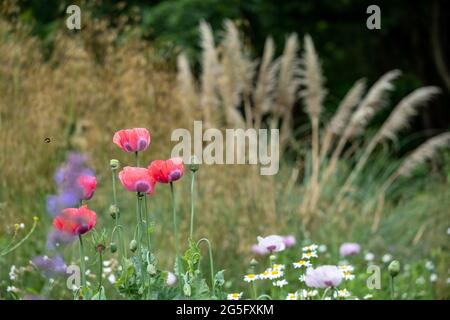 Les coquelicots et l'herbe de pampass dans une frontière herbacée, photographiés à la fin de juin à l'extérieur des jardins Eastcote House, jardin historique clos à Eastcote, au nord Banque D'Images