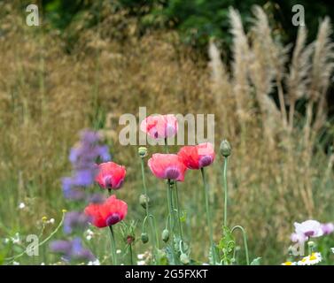 Les coquelicots et l'herbe de pampass dans une frontière herbacée, photographiés à la fin de juin à l'extérieur des jardins Eastcote House, jardin historique clos à Eastcote, au nord Banque D'Images