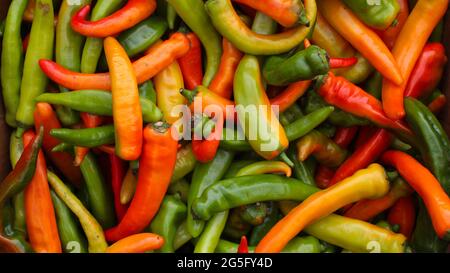 Poivrons rouges, jaunes et verts fraîchement cueillis. Fond de nourriture naturelle coloré. Banque D'Images