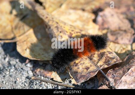 Chenille d'ours en laine baguée (Pyrharctia isabella) sur une feuille sèche à l'automne. Banque D'Images