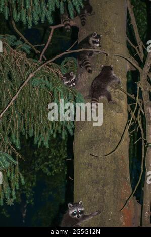 Photo nocturne de plusieurs jeunes ratons laveurs qui ont gravi un arbre alors que leur mère est à la recherche de nourriture Banque D'Images