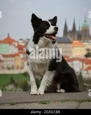 L'adorable Border Collie regarde à droite avec Prague View. Le chien noir et blanc est assis dans Petřín avec scène urbaine. Banque D'Images