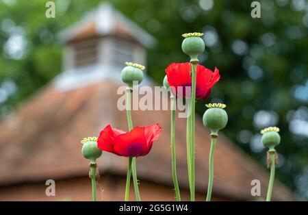 Les superbes coquelicots ornementaux rouges prennent le soleil fin juin à Eastcote House Gardens, jardin clos historique dans le nord-ouest de Londres, Royaume-Uni. Banque D'Images