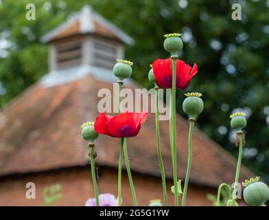 Les superbes coquelicots ornementaux rouges prennent le soleil fin juin à Eastcote House Gardens, jardin clos historique dans le nord-ouest de Londres, Royaume-Uni. Banque D'Images