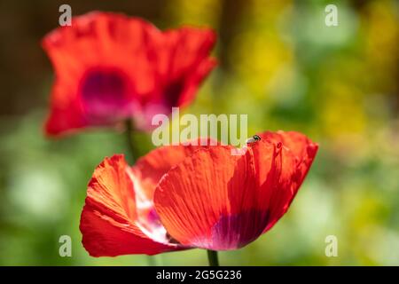 Les superbes coquelicots ornementaux rouges prennent le soleil fin juin à Eastcote House Gardens, jardin clos historique dans le nord-ouest de Londres, Royaume-Uni. Banque D'Images