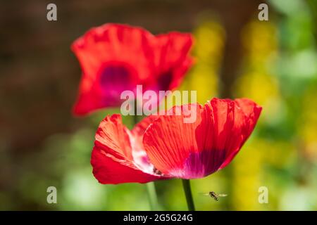 Les superbes coquelicots ornementaux rouges prennent le soleil fin juin à Eastcote House Gardens, jardin clos historique dans le nord-ouest de Londres, Royaume-Uni. Banque D'Images