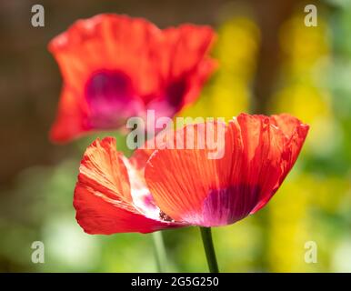 Les superbes coquelicots ornementaux rouges prennent le soleil fin juin à Eastcote House Gardens, jardin clos historique dans le nord-ouest de Londres, Royaume-Uni. Banque D'Images